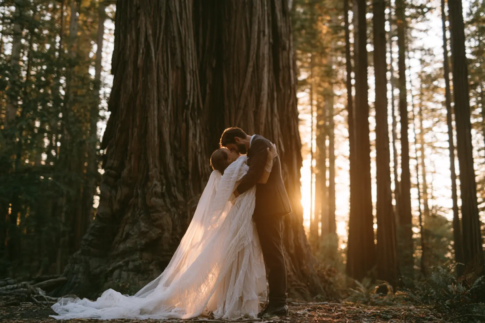 A couple embracing at the foot of giant redwoods in low sun